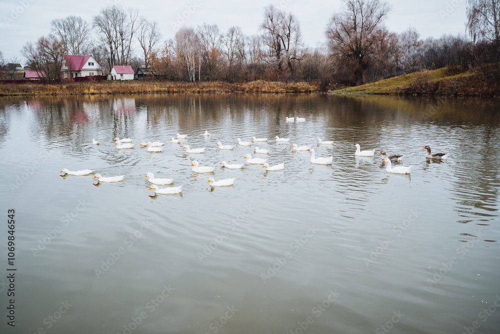 A tranquil and picturesque scene that showcases elegant white ducks gracefully swimming on calm waters in the midst of a beautiful autumn landscape A tranquil and picturesque scene that showcases elegant white ducks gracefully swimming on calm waters in the midst of a beautiful autumn landscape