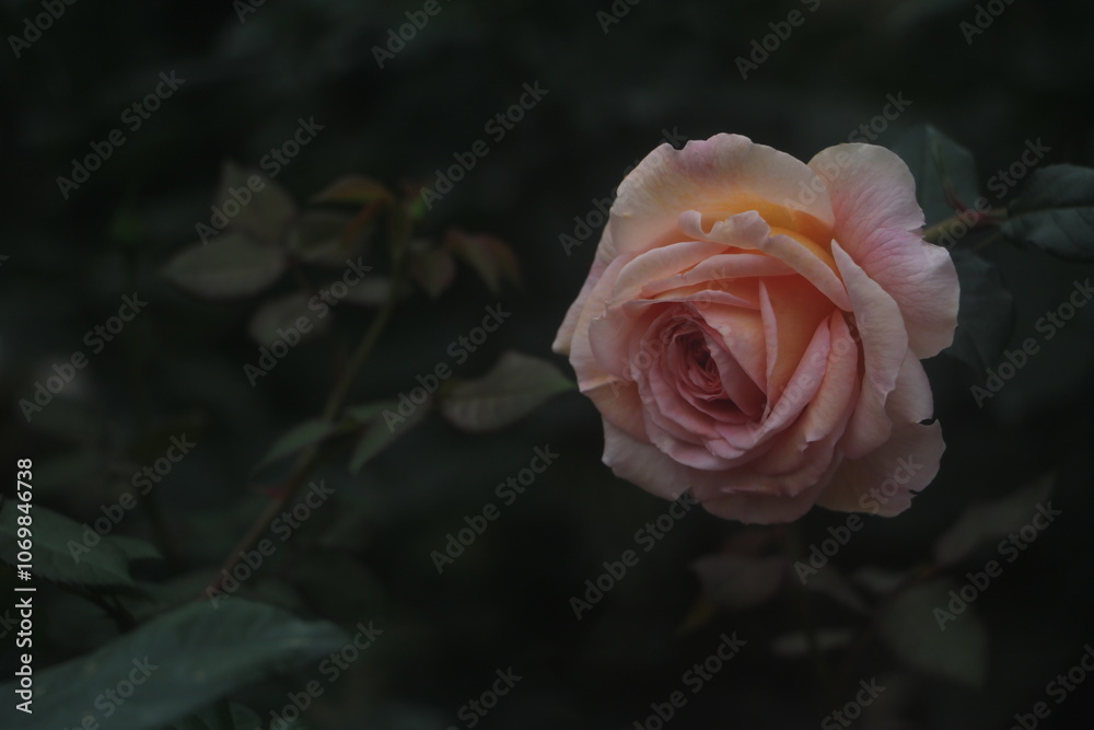 Feature for orange rose, flower Feature for orange rose, flower