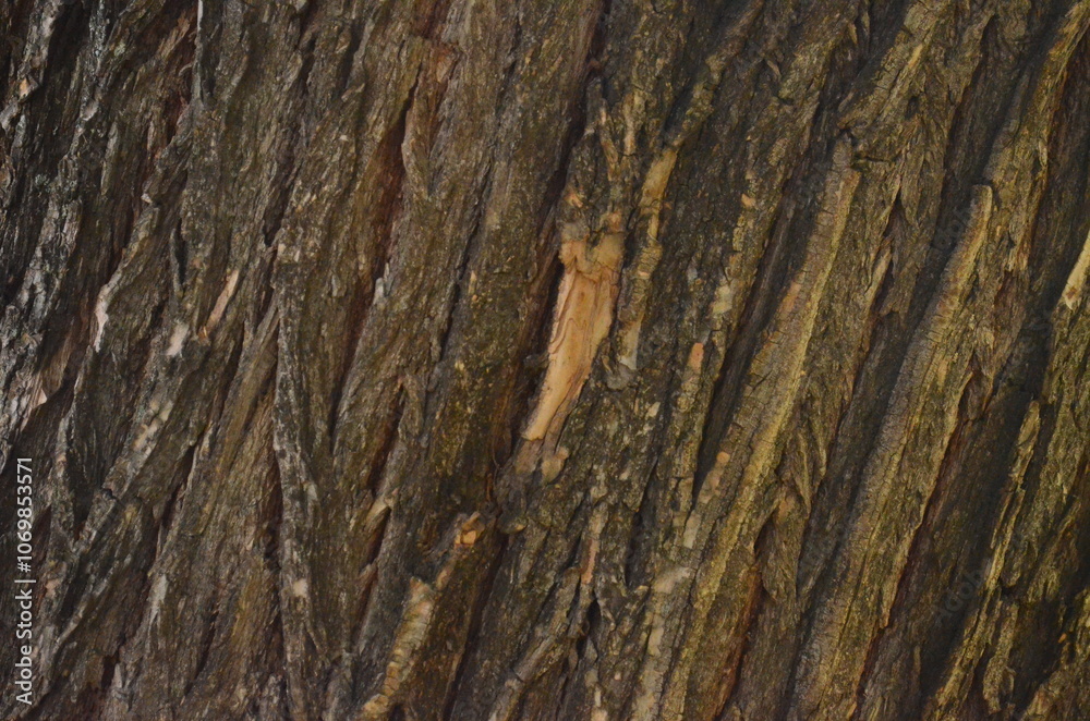 The bark of a tree is shown in a close up. The bark is brown and has a rough texture.
