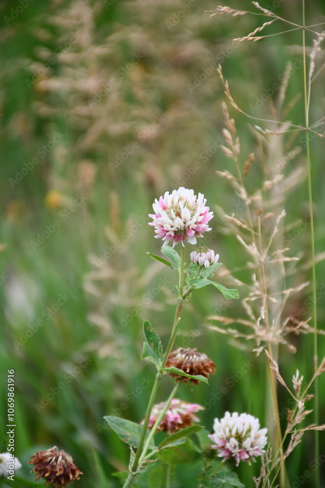 Clover flower among the grass
Clover flower among the grass