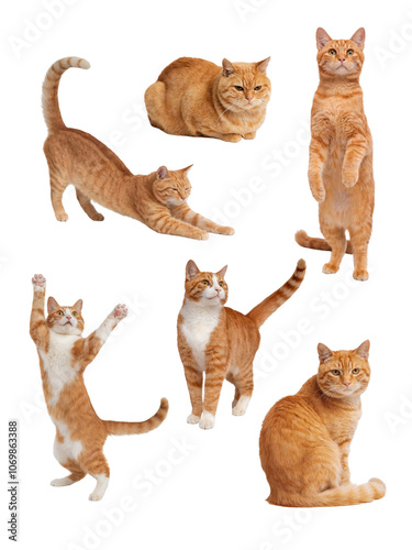 A collection of cute ginger cats in various poses. photo