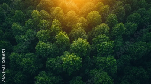 Majestic Forest Canopy