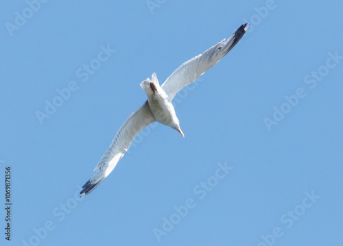 A white seagull is flying high in the sky