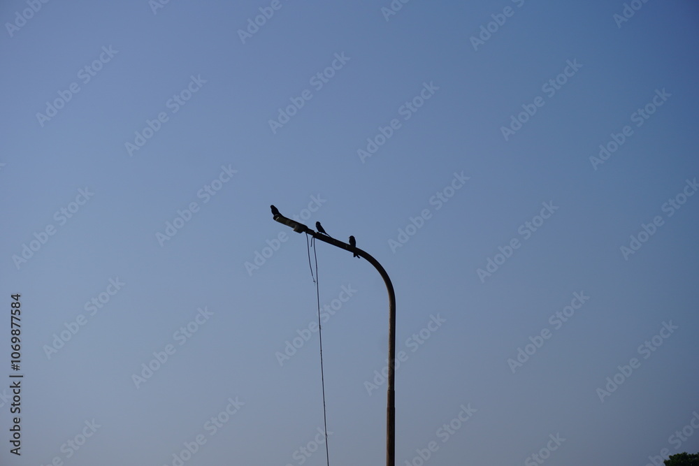 Two black drongo birds are sitting on the lamppost with clear blue sky background Two black drongo birds are sitting on the lamppost with clear blue sky background