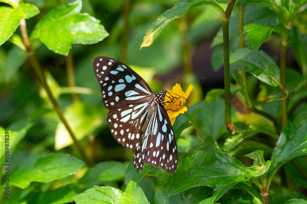 Blue Tiger Butterfly on a Wedelia Blue Tiger Butterfly on a Wedelia