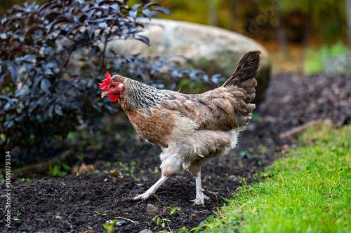 Hen out walking in garden October 2024 photo