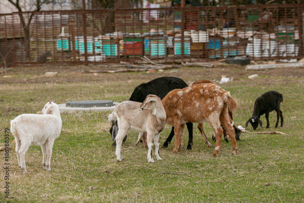 Fototapeta premium goats grazing on a walk