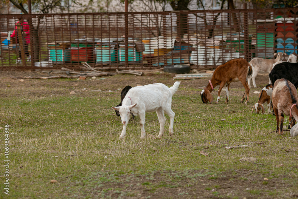 goats grazing on a walk goats grazing on a walk