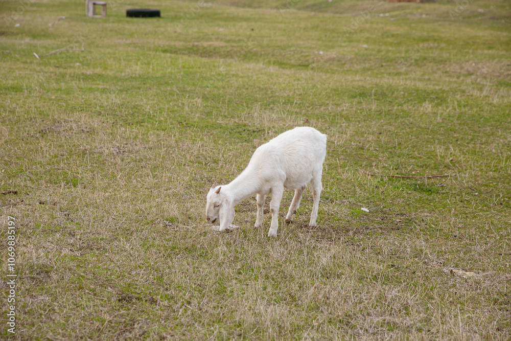 Obraz premium goats grazing on a walk