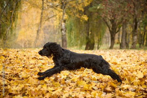 A black spaniel running happily in an autumn park covered in yellow leaves. The dog is energetic and happy, his long ears flying in the air as he runs. A background of trees with yellowed leaves.