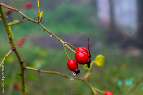 Close view of a branch of wild rose with ripe rose hips. Blurred background photo