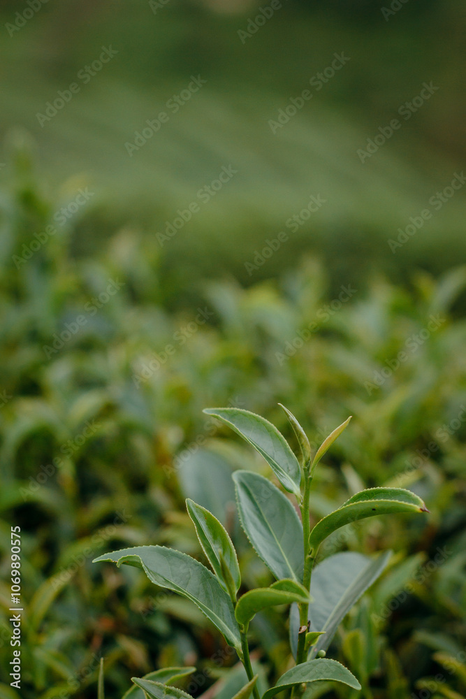 The best quality selected tea leaves in the green tea plantation, the concept of the green tea plantation. The best quality selected tea leaves in the green tea plantation, the concept of the green tea plantation.
