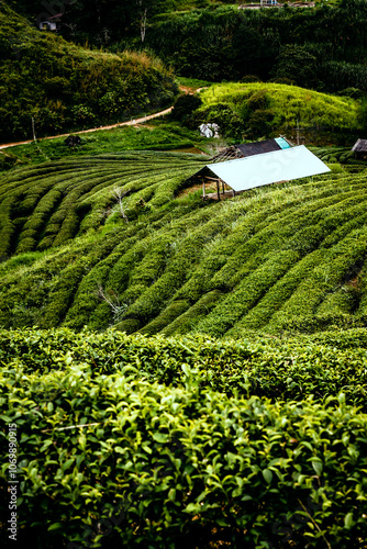 The best quality selected tea leaves in the green tea plantation, the concept of the green tea plantation.