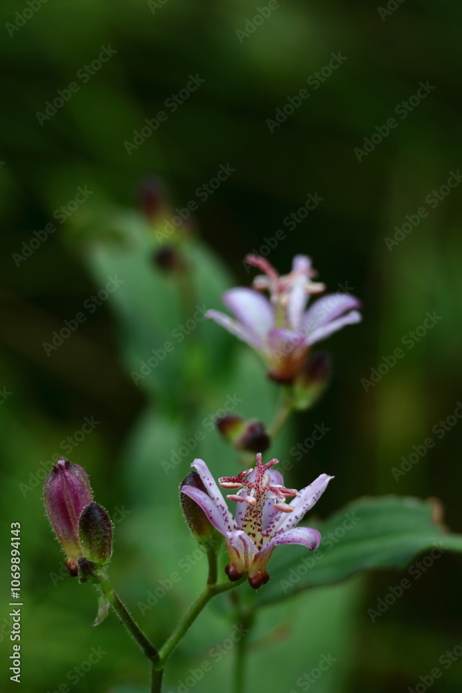 格調高い風情ある花 格調高い風情ある花