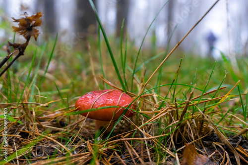 A bright brown mushroom among autumn grass covered with water droplets. A foggy forest is in the background photo