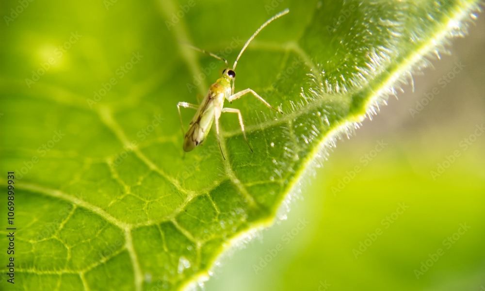Naklejka premium Tiny Wonders: Capturing the Beauty of Insects in Macro Photography