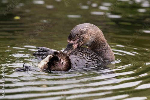 Humboldt Penguin is enjoying a bath, relaxing, freedom in captivity, savoring, grooming, beautifying, body care, plumage, bathing, swimming