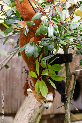 A small panda crawls down the trunk of a small tree.