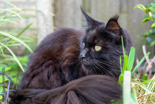 The Maine Coon male cat looks a bit startled photo