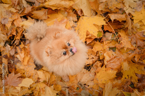 A pomeranian on autumn foliage. A dog with emotions. Walking with a dog and his reactions. A cheerful, funny and cute pet.