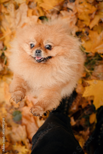 Pomeranian on a walk with the owner in the autumn park. A dog with emotions. The owner scratches the dog and plays with it. A cheerful, funny and cute pet.