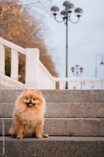 A red-haired Pomeranian is sitting on the steps in the park. A cute pet dog on a walk. Funny dog emotions.