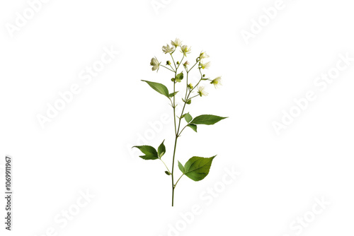 Delicate white flowers on green stem, showcasing nature beauty and elegance. Perfect for floral arrangements or botanical illustrations