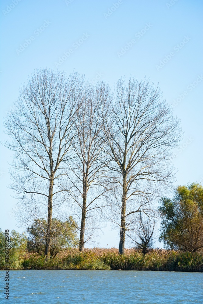 Leafless trees by a calm river in autumn Leafless trees by a calm river in autumn