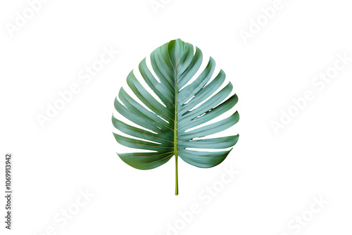 large green palm leaf with vibrant, tropical appearance, perfect for nature themed designs photo