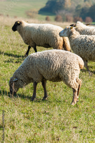 Obraz na płótnie Herd of sheep grazing on pasture w salonie