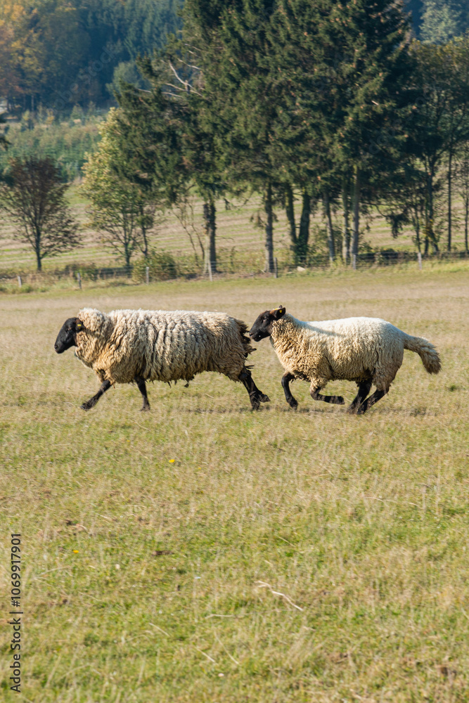 Obraz premium Herd of sheep grazing on pasture