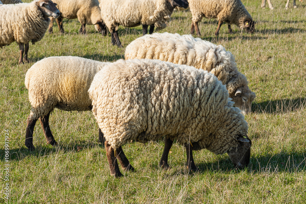 Herd of sheep grazing on pasture Herd of sheep grazing on pasture