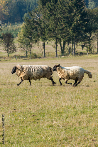 Herd of sheep grazing on pasture