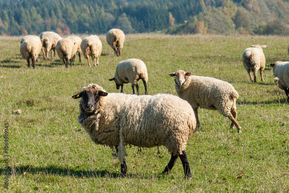Fototapeta premium Herd of sheep grazing on pasture