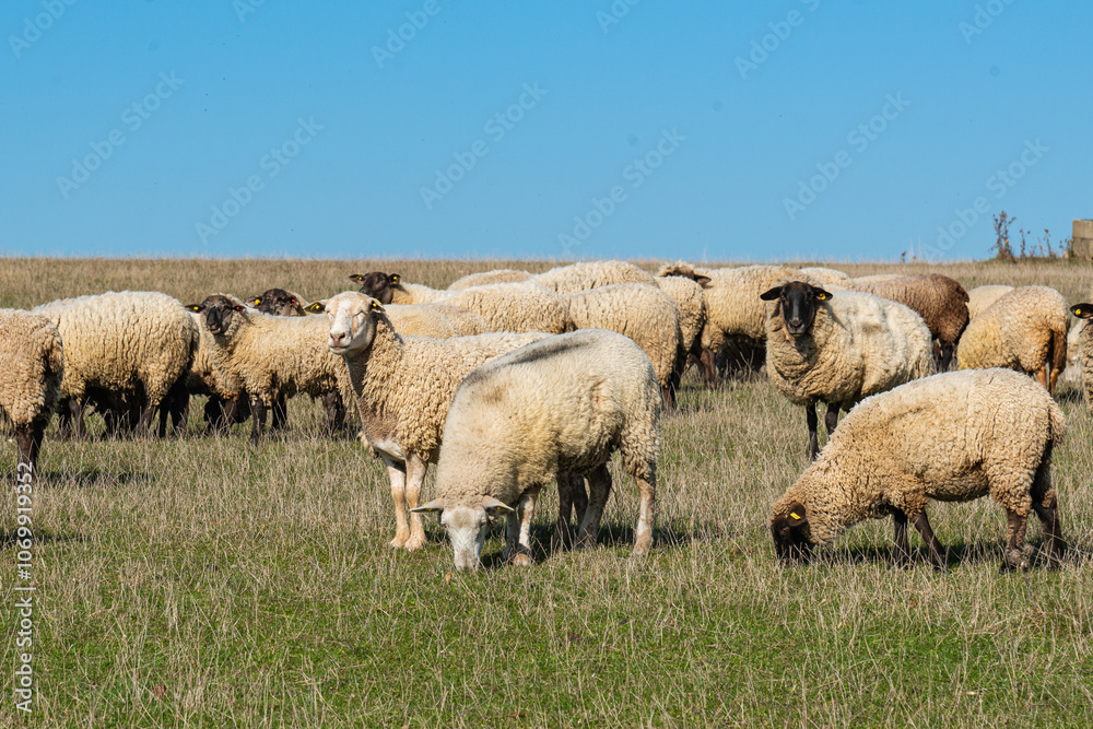 Fototapeta premium Herd of sheep grazing on pasture