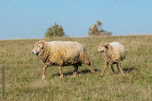 Herd of sheep grazing on pasture