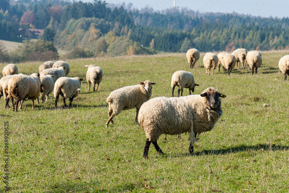Fototapeta premium Herd of sheep grazing on pasture