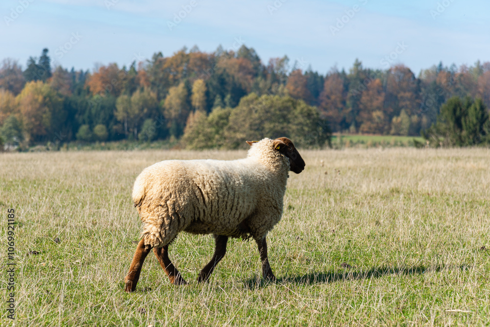 Fototapeta premium Single sheep standing on pasture