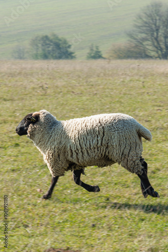 Obraz na płótnie Single sheep standing on pasture w salonie