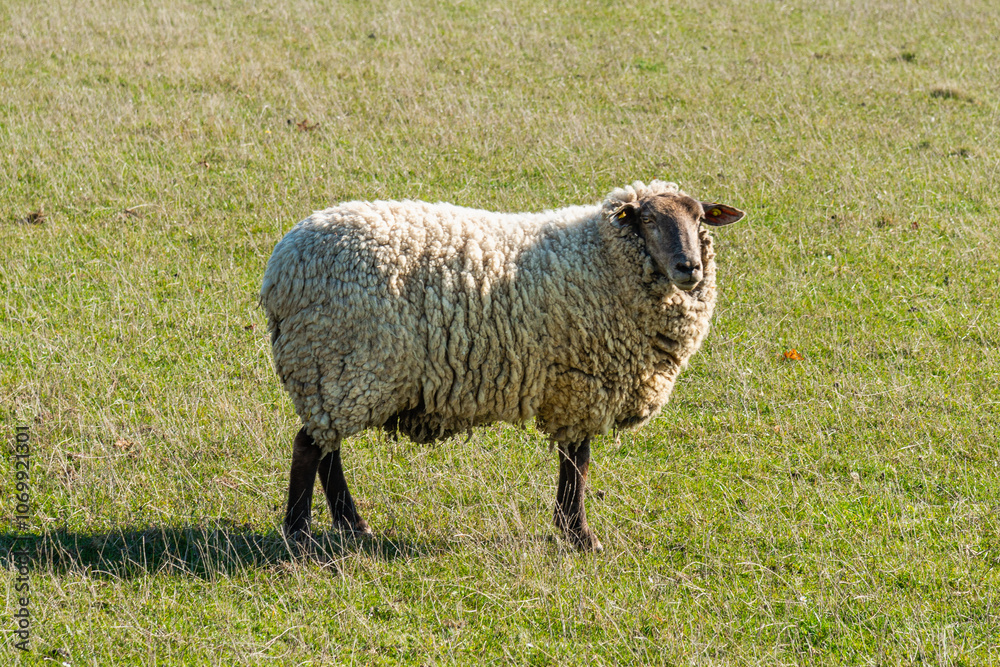Single sheep standing on pasture