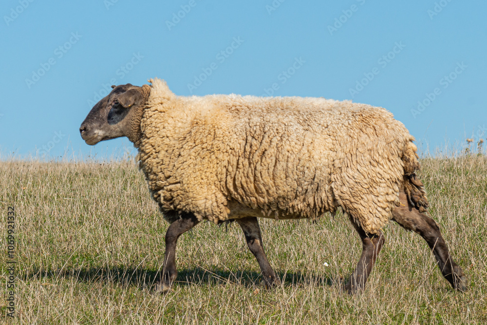 Naklejka premium Single sheep standing on pasture