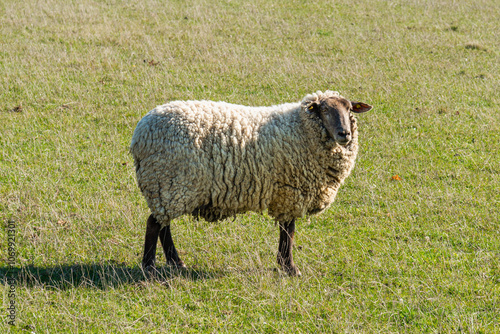 Obraz na płótnie Single sheep standing on pasture w salonie