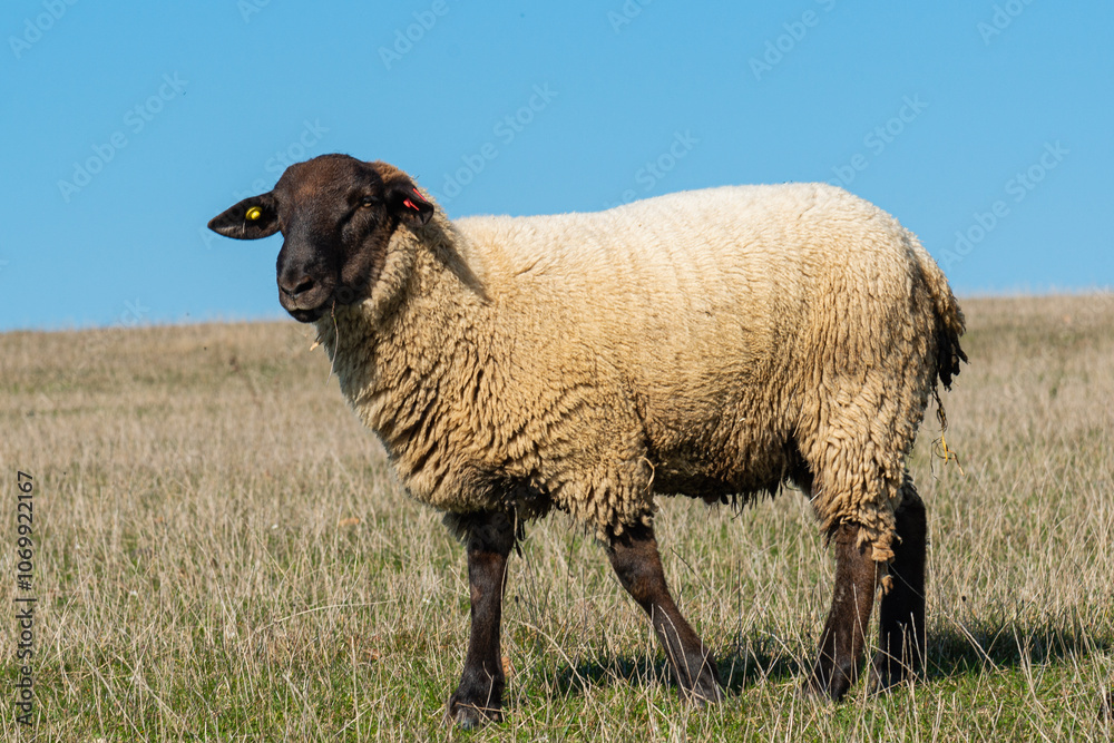 Fototapeta premium Single sheep standing on pasture