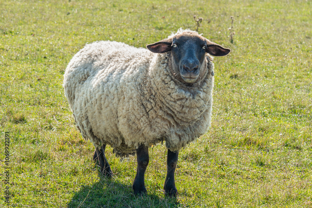 Obraz premium Single sheep standing on pasture