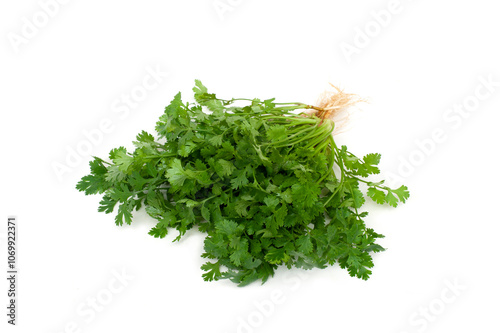 Coriandrum sativum with roots isolated on white background.Vegetable Spices.