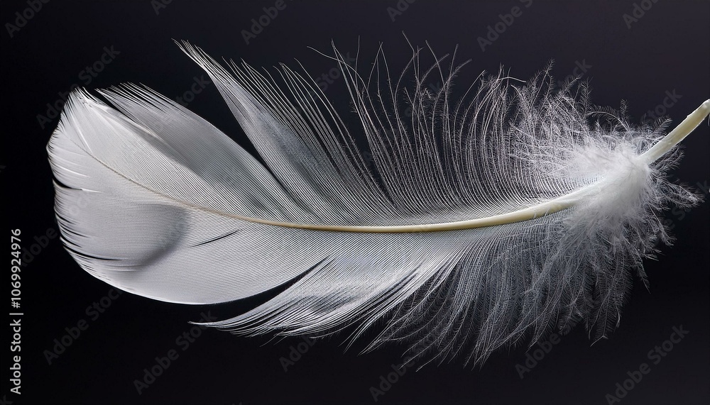 Obraz premium A floating feather with soft white and gray tones on an isolated background capturing its delicate and airy nature