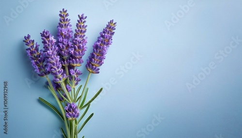 A single lavender stem with vibrant purple blooms on an isolated light blue background.