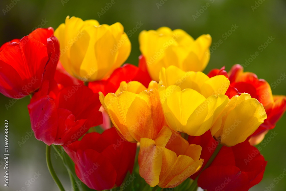 beautiful bouquet of tulip flowers beautiful bouquet of tulip flowers