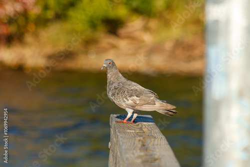 Close up of a Pigeon on docks at the lake