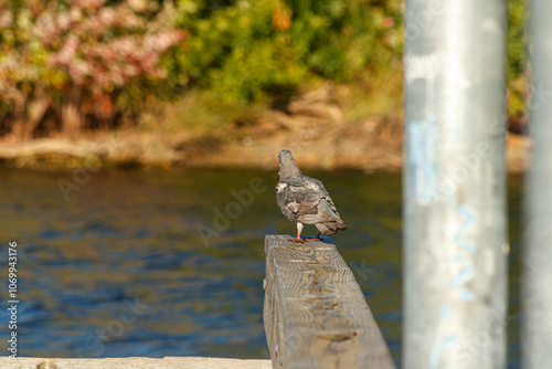 Close up of a Pigeon on docks at the lake